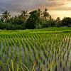 L'heure d'or dans les rizières balinaises sur Joran Quinten
