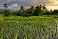 Golden Hour in Balinese Rice Fields