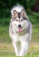 Alaskan Malamute