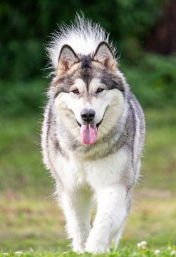 Alaska Malamute van Nicolas LEMAIRE