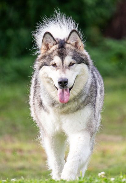 Alaska Malamute van Nicolas LEMAIRE