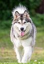 Alaska Malamute van Nicolas LEMAIRE thumbnail