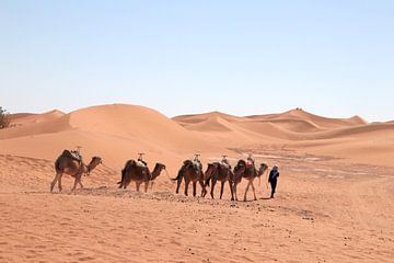 Dromedarissen in de Sahara