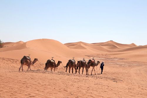 Dromadaires au Sahara