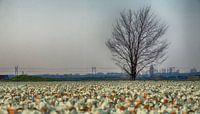 Eenzame boom aan Narcissenveld