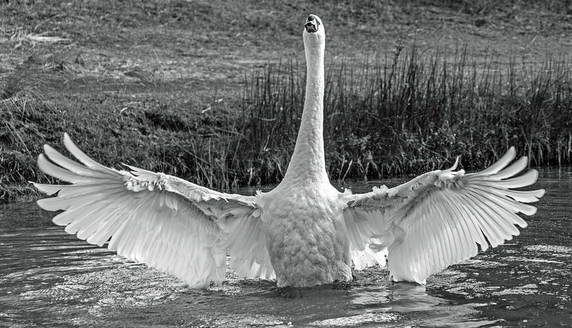 Höckerschwan. von Robert Moeliker