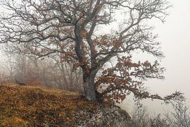 Alte Eiche mit Ruhebank beim Aussichtspunkt Burgstall oberhalb von Fridingen im Naturpark Obere Donau von BlattArt - Christine Horn