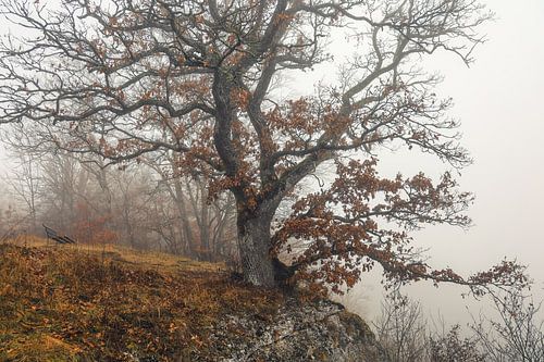 Oude eik met bank bij het uitzichtspunt Burgstall boven Fridingen in het natuurpark Opper-Donau