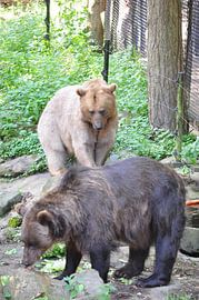 beren 2 bears van Diana Edwards