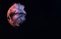 Spiegelbeeld