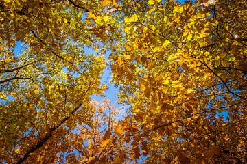 De bladeren beginnen langzaam te kleuren in de herfst van Idema Media