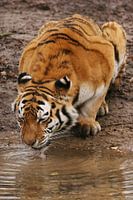 Siberische tijger