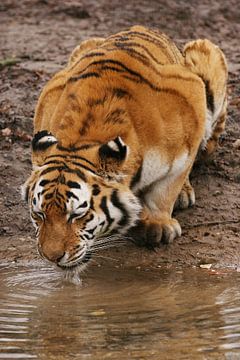 Siberian tiger by Renate Peppenster