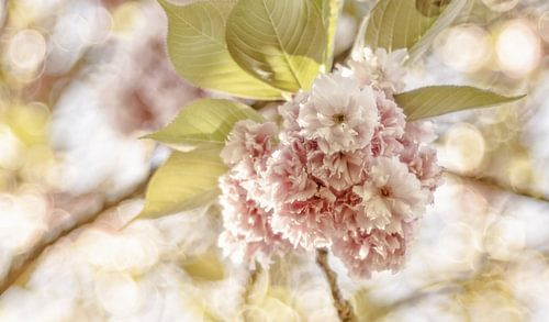 A Bokeh of Blossoms by Anja Van Geert