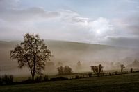 Morgennebel