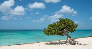 Mer des Caraïbes panoramique - Aruba sur Ellis Peeters