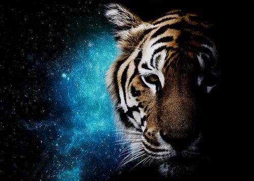 Tiger Galaxy