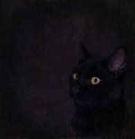 Black cat