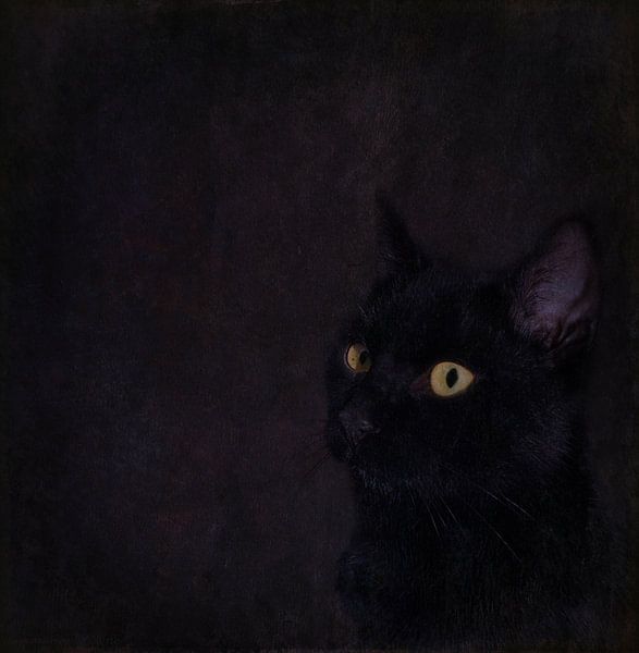 Black cat by Guna Andersone