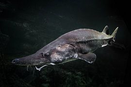 énorme poisson esturgeon d'Extrême-Orient et poisson béluga sur fond d'obscurité aqueuse verdâtre sur Michael Semenov