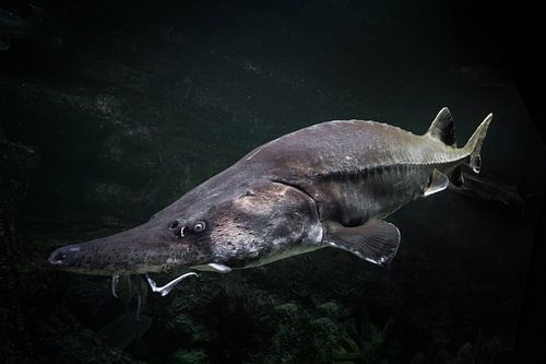 reusachtige steurvissen van het Verre Oosten en de beluga vis tegen de achtergrond van groenige wate