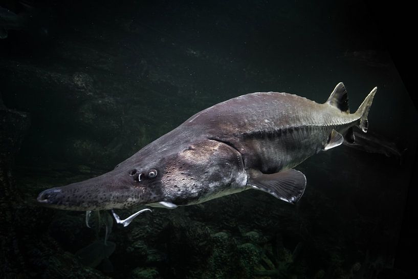 huge sturgeon fish of the Far East and the beluga fish against the background of greenish watery dar by Michael Semenov