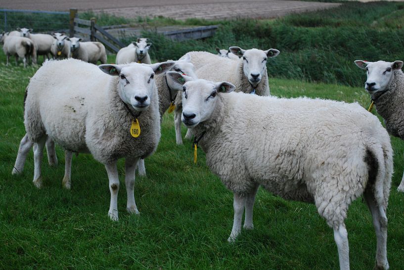 Schapen op de zeedijk  van Jetty Boterhoek