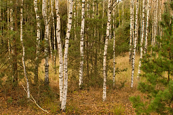 Weiße Bäume im Wald