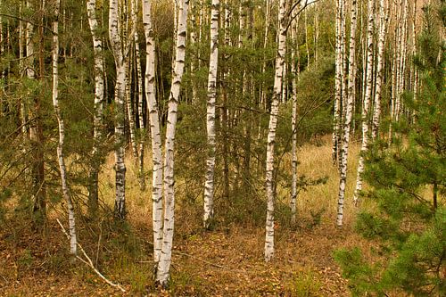 Witte bomen in het bos