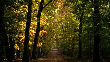 Beginn des Herbstes von Arend Van Der Weide