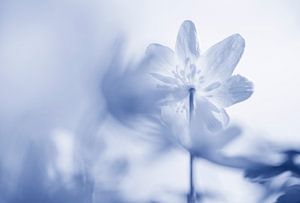 Blumenkunst in Delfter blau