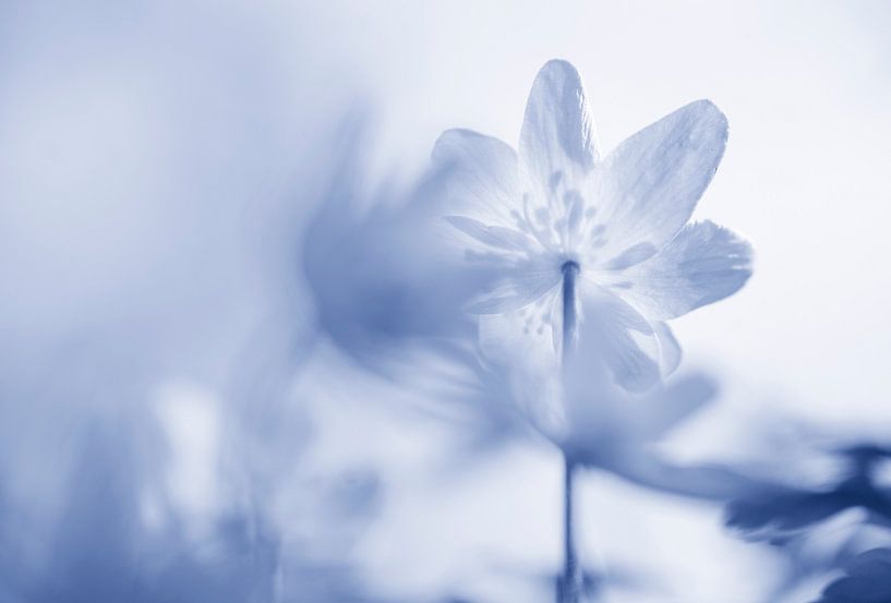 Flower art in Delft blue by Birgitte Bergman