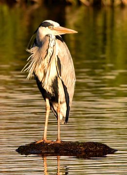 Portret van een reiger van Marjolein van Middelkoop