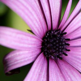 Dimorphotheca van Studio Zwartlicht