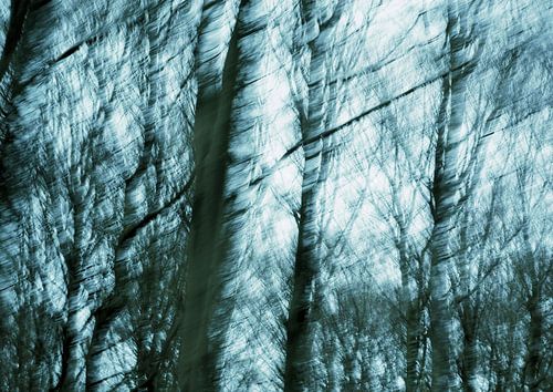 Schimmen in het berkenbos