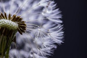 goutte de pissenlit