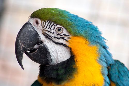 Papegaai close-up