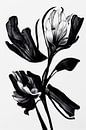 Black Flower by Treechild thumbnail