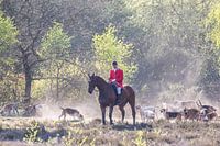 NK Jachtpaarden 2019