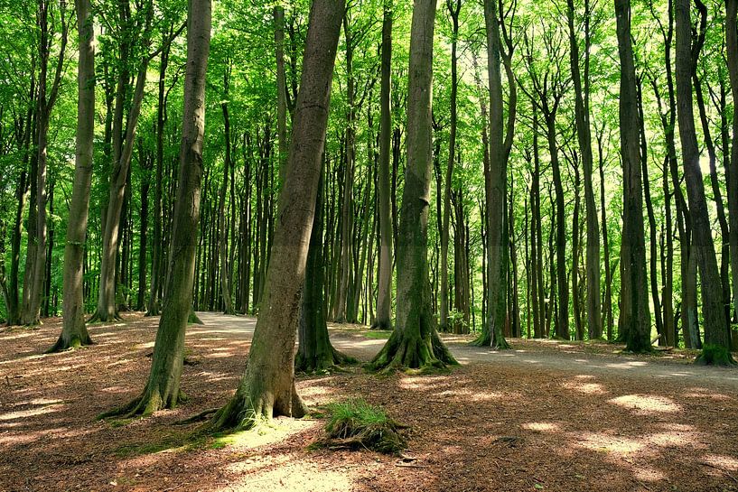 Dikke beuken van Ostsee Bilder