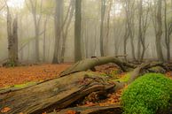 Dode boom en mos in de herfst mist van Sjoerd van der Wal Fotografie thumbnail