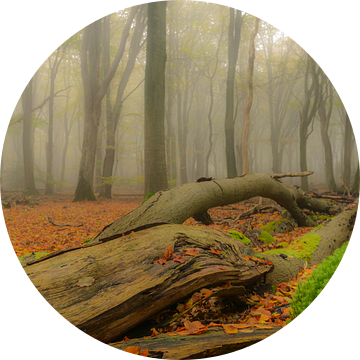 Dode boom en mos in de herfst mist van Sjoerd van der Wal Fotografie