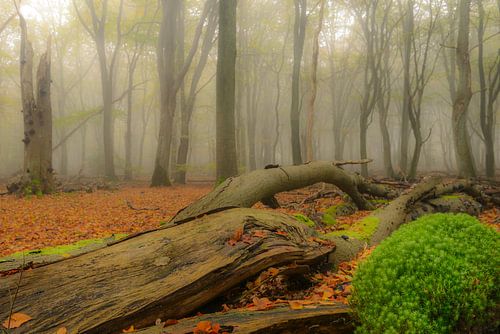 Dode boom en mos in de herfst mist