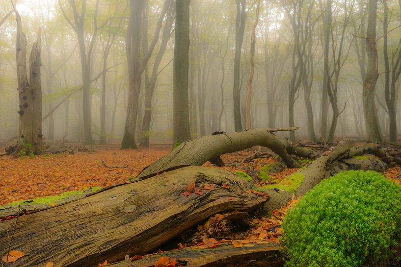 Dode boom en mos in de herfst mist van Sjoerd van der Wal Fotografie