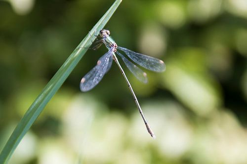Libelle op grasspriet