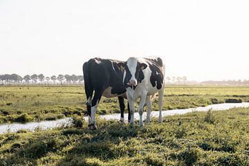 Cows in a meadow | travel photography print | Netherlands by Kimberley Jekel