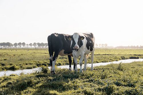 Koeien in een weiland | reisfotografie print | Nederland