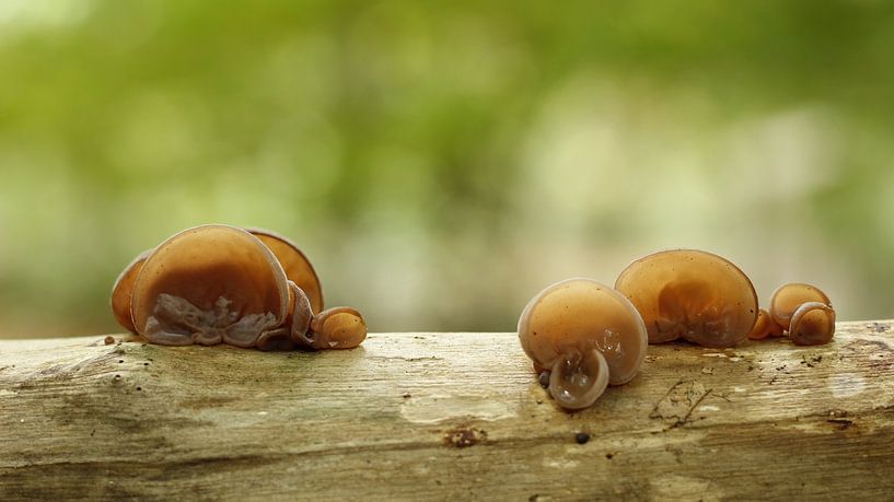 Judas ears by Tineke Mols