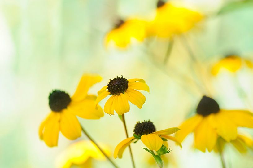 Gele Rudbeckia's van Corinne Welp