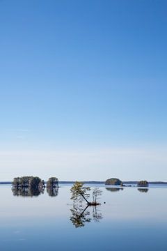 Spiegelende boom op een Zweeds meer van Binne-Louw Katsma